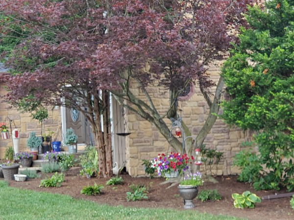 Landscaping pic: Front: Lifted trees, fresh planting and mulching